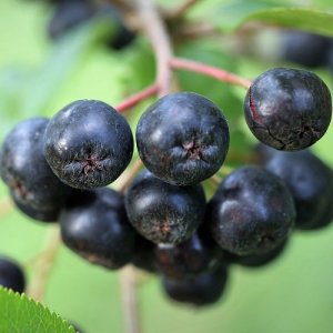 Arónia čiernoplodá (Aronia melanocarpa)  - výška 140-160 cm - NA KMIENKU